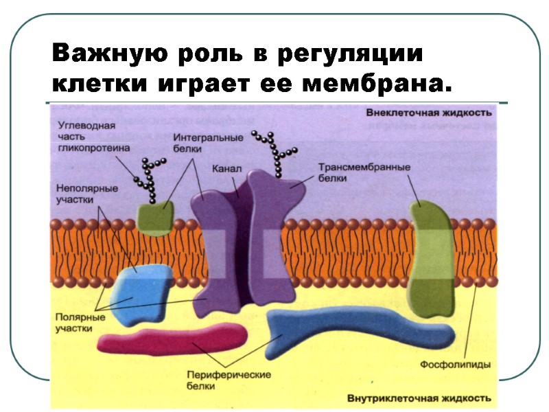 9 Важную роль в регуляции клетки играет ее мембрана.